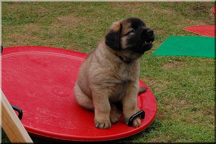 leonberger 099.jpg